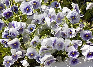 Blue pansies viola tricolor