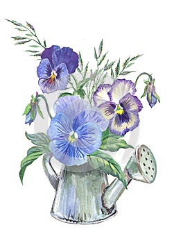 Blue pansies in a watering can on a white background.