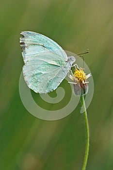 Blue pansy