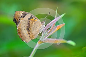 Blue Pansy Butterfly