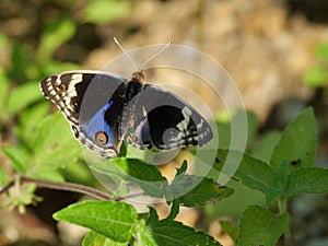 Blue Pansy Butterfly on green leaf