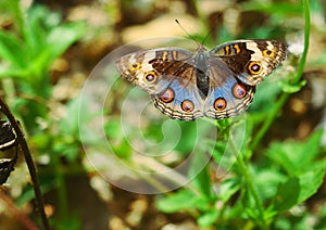 Blue Pansy Butterfly on human finger