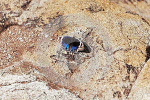 Blue Pansy butterfly Junonia orithya