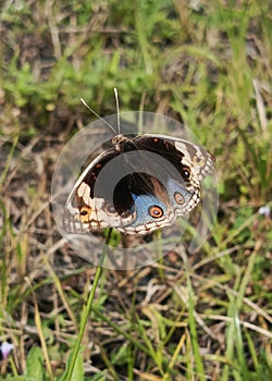 Blue pansy butterfly or Junonia orithya perched on grass