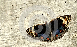 Blue Pansy Butterfly