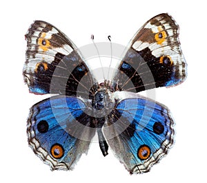 Blue Pansy butterfly