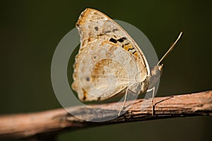 Blue Pansy butterfly on stem