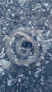 Blue Pansy Butterfly on stones