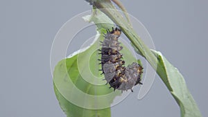 Blue Pansy Caterpillar ready going into cocoon, pupa or chrysalis. Time lapse shot of caterpillar undergoes metamorphosis