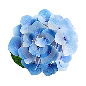 blue pansy, elegantly isolated against a clean white background