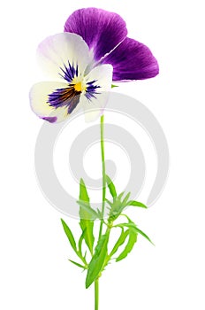 Blue pansy flower