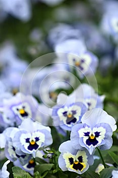 Blue pansy flowers