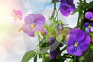 Blue pansy flowers against a light background