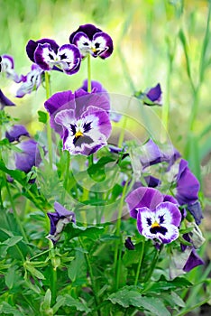 Blue pansy flowers