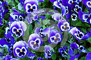 Blue Pansy flowers. Viola x wittrockiana.