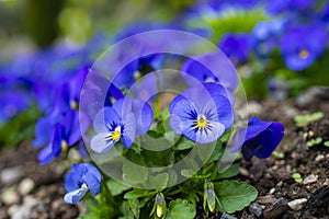 blue pansy flowers (Viola cornuta) in a flower bed in the garden