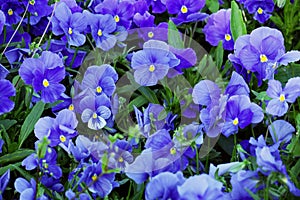 Blue Pansy flowers. Viola x wittrockiana.