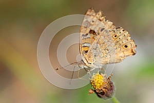 Blue Pansy - Junonia orithya