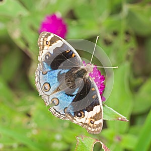 Blue Pansy (Junonia orithya) Butterfly Closed-up