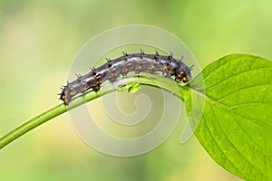 Blue pansy Junonia orithya caterpillar