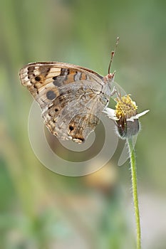 Blue pansy male