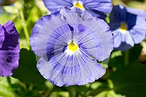 Blue Pansy or Oriental Butterfly