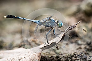 Blue pantala flavescens dragonfly.