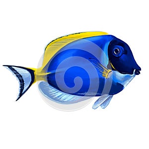 blue paracanthurus fish isolated illustration