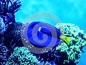 Blue Paracanthurus hepatus Fish Underwater