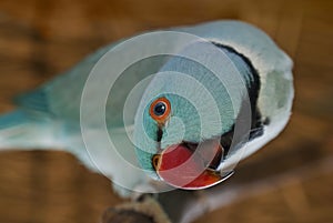 Inquisitive Blue Ring-necked Parakeet's Greeting