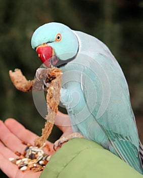 Indian Ringneck parakeet photo
