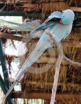 Blue parakeet cleaning