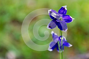 Blue Parish Larkspur, Tuolumne Meadows, Yosemite National Park