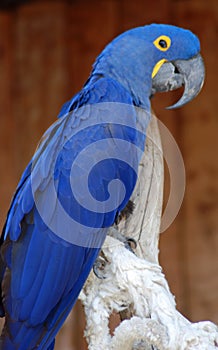 Blue Parrot