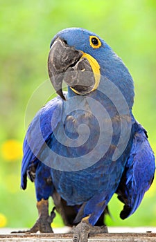 Blue Parrot