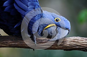 Blue parrot