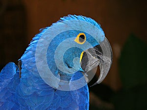 Blue parrot photo