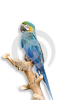 Blue parrot