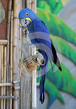 Blue Parrot