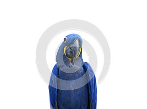 Blue Parrot