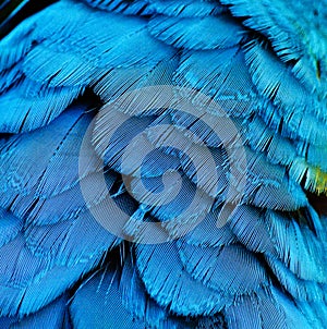 Blue parrot bird feather macaw ara pattern texture