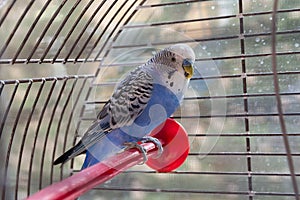 Blue parrot in cage indoors