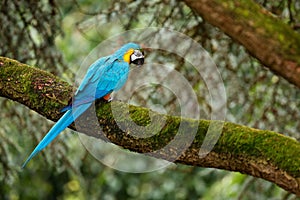 Blue parrot in the forest. Blue-and-yellow macaw, Ara ararauna, large South American parrot with blue top parts and yellow under p