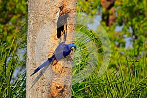 Blue parrot in green tropic forest. Big blue parrot Hyacinth Macaw, Anodorhynchus hyacinthinus, in tree nest cavity, Pantanal, Bra
