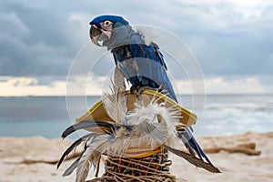 blue parrot sitting atop a feathered pirate hat on a beach
