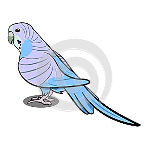 Blue Parrot Standing with Shadow. Grey Bird. Birds from Different parts of World. Common Birds.