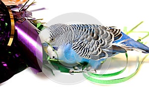 Blue parrot and tinsel from foil.