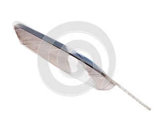Blue parrot wing feather isolated on white