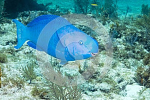 Blue Parrotfish photo
