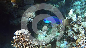Blue Parrotfish Scarus coeruleus swimming underwater over coral reef. Tropical fish in shallow water around the coastline, Indo-